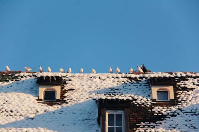 3种方法让你的屋顶远离鸟的噪音(3分钟阅读)
