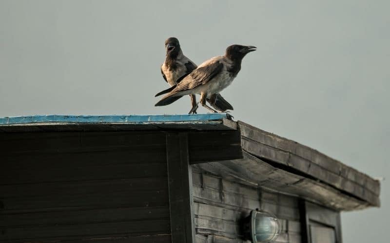 屋顶上的乌鸦